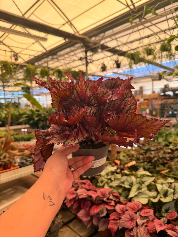 Begonia Rex ' Lambada ' - vaso Ø12 cm