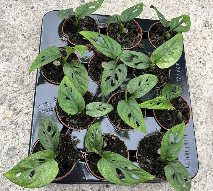 Monstera adansonii 'Menta' - vaso Ø6 cm