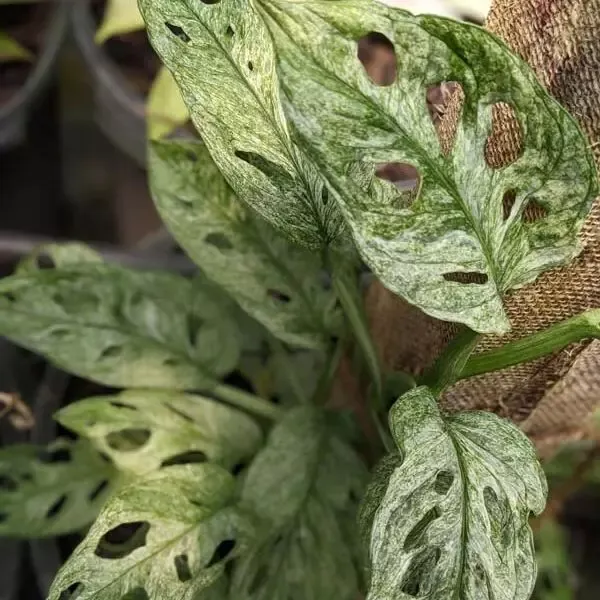 Monstera adansonii ' Menta'  - vaso Ø6 cm