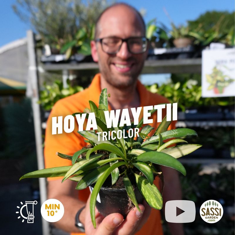Hoya wayetii tricolor, Fiore di cera - vaso Ø10 cm Hoya wayetii tricolor, Fiore di cera - vaso Ø10 cm
