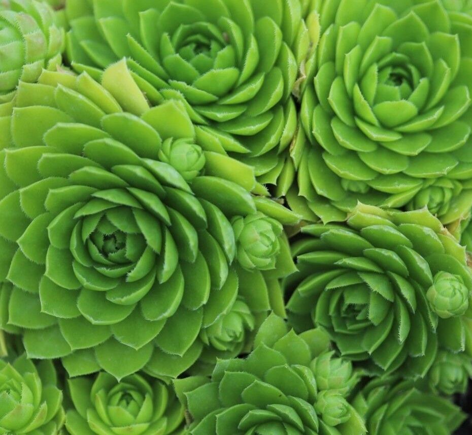 Sempervivum 'Jovibarba' - vaso Ø8 cm Sempervivum 'Jovibarba' - vaso Ø8 cm