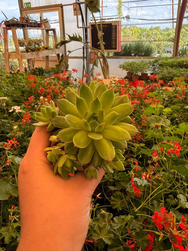 Sempervivum 'Jovibarba' - vaso Ø8 cm