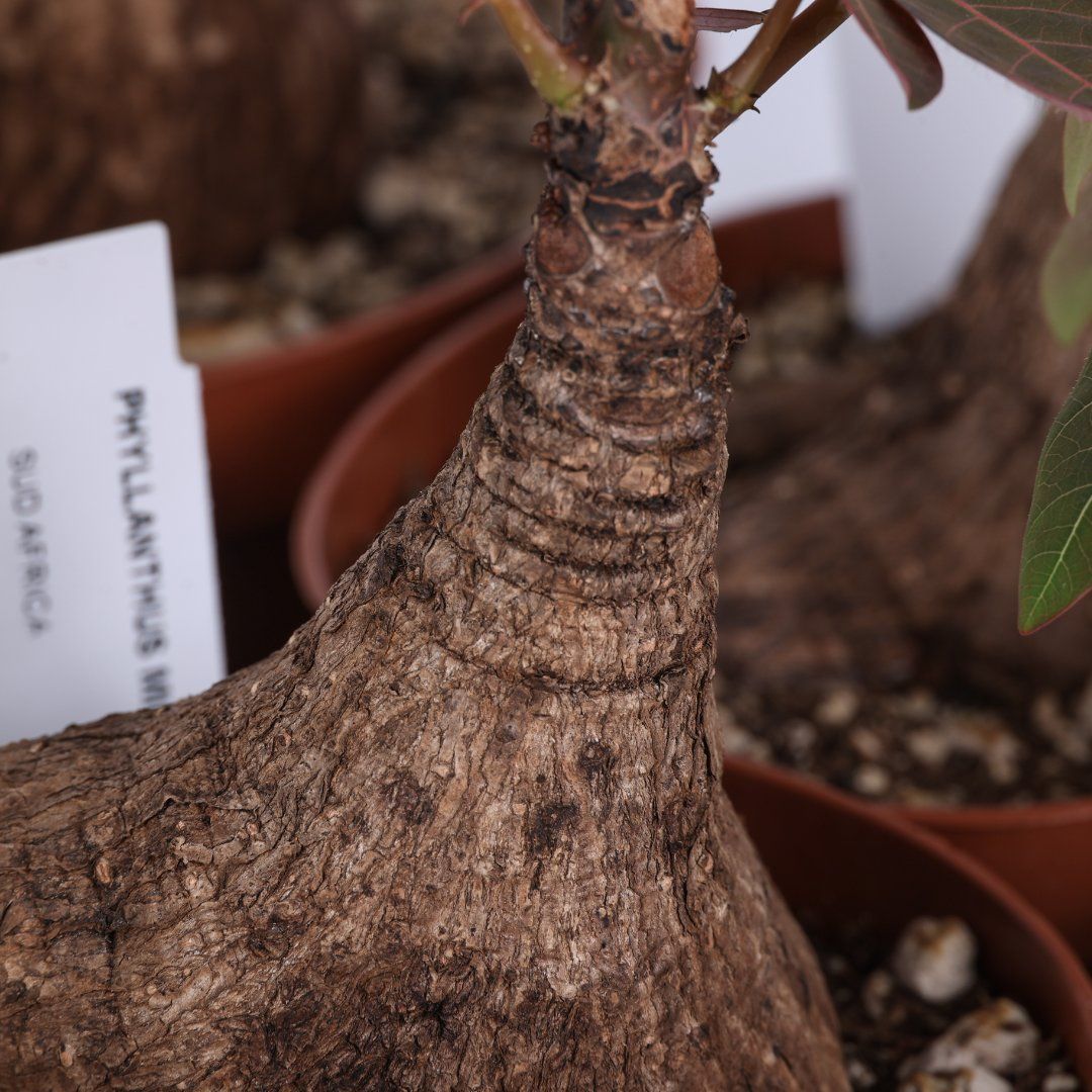 Phyllanthus mirabilis, Albero miracolo - vaso Ø12 cm