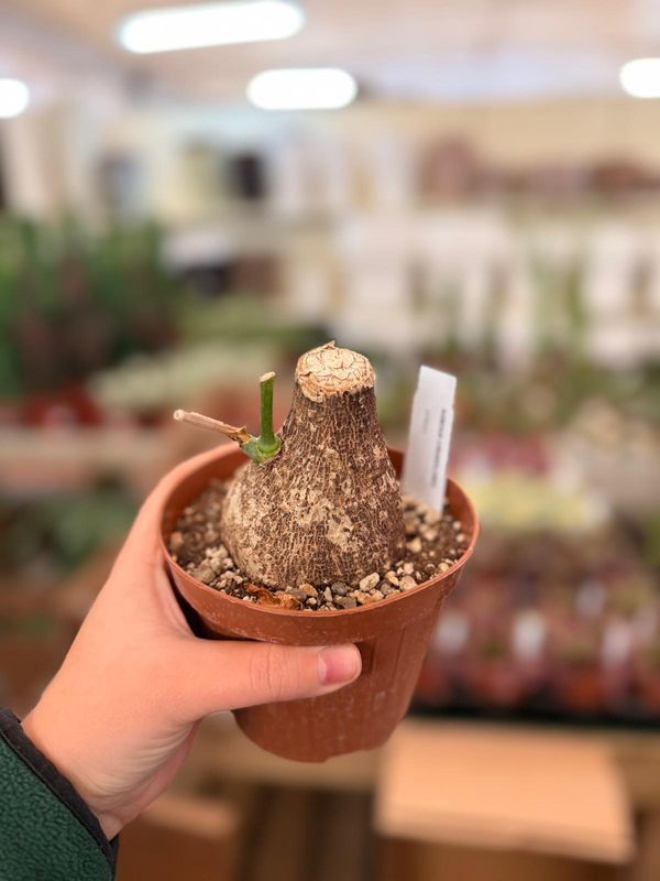 Adenia viridiflora - vaso Ø12 cm
