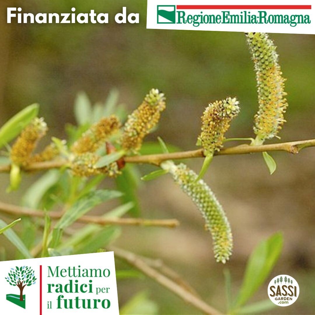 MRPF Salix Purpurea / Salice rosso ALBERO IN VASO CF BASSO h 30 cm