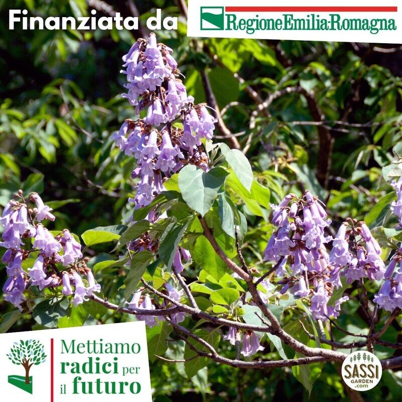 MRPF Paulownia Tomentosa,Pawlonia/Paulonia/Albero dei fazzoletti/Albero imperiale ALBERO IN VASO ALTO> 1,5 m