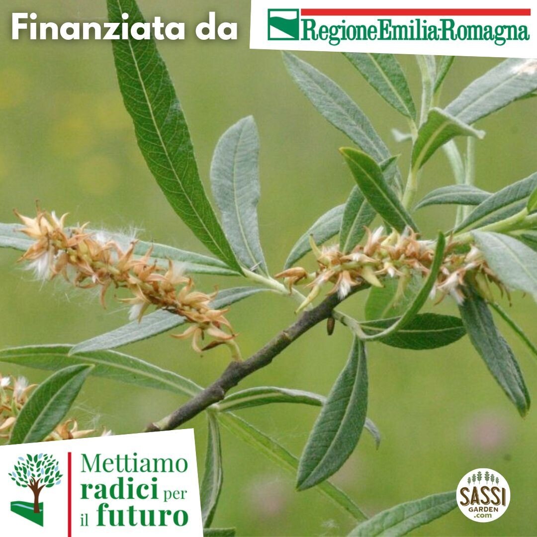 MRPF Salix Eleagnos -  Salice dell'olivastro - ALBERO ALTO in vaso