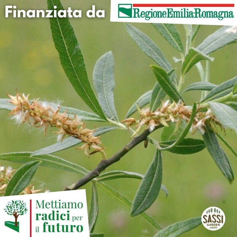 MRPF Salix Eleagnos - Salice dell'olivastro - ALBERO ALTO in vaso MRPF Salix Eleagnos - Salice dell'olivastro - ALBERO ALTO in vaso