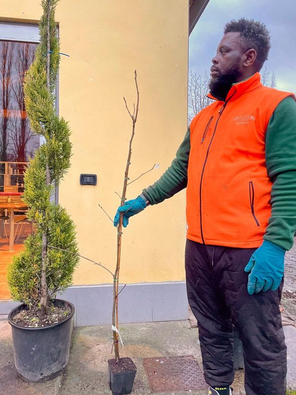 Liquidambar styraciflua 'Slender Silhouette', Liquidambar Cipressino, Storace americano - vaso Ø16 cm