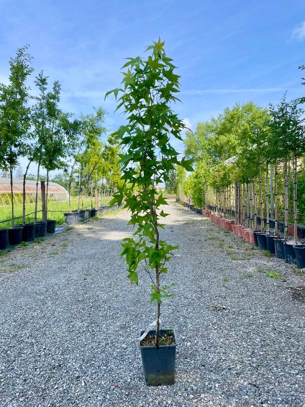 Liquidambar styraciflua 'Slender Silhouette' - Liquidambar Cipressino - Storace americano - vaso Ø24 cm