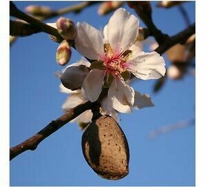 MRPF Prunus dulcis / Prunus amygdalus / Mandorlo - ALBERO IN VASO ALTO> 1,5 m