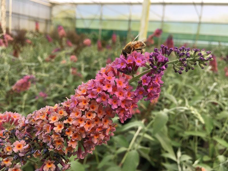 Buddleja davidii 'Flower Power', Buddleja tricolore, Albero delle farfalle - vaso Ø18 cm