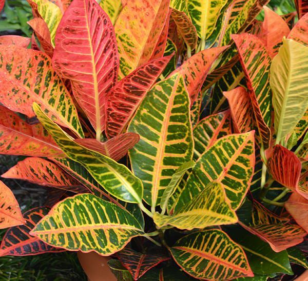 Croton Petra, Codiaeum variegatum 'Petra' -  vaso Ø30 cm