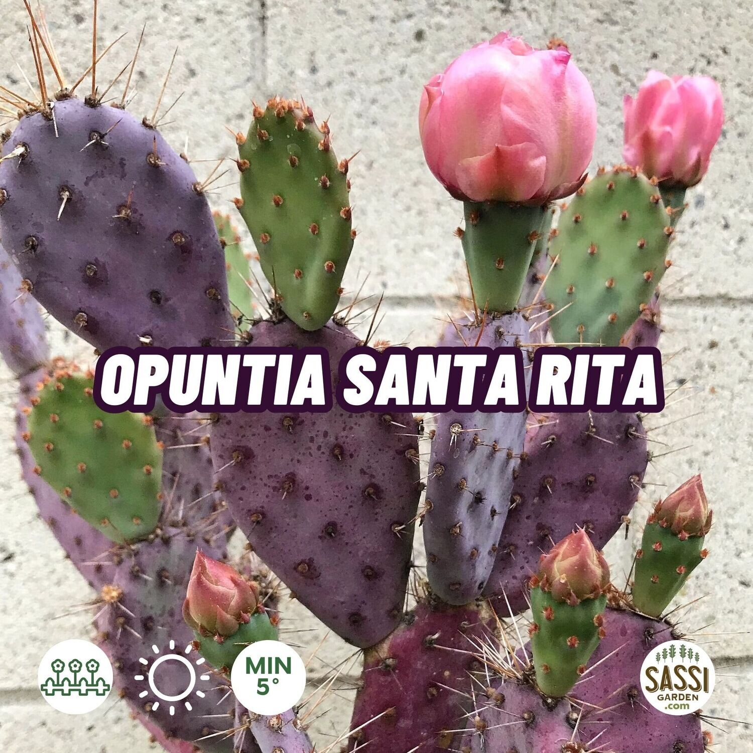 Opuntia Santa Rita - vaso Ø19 cm 2 Opuntia Santa Rita - vaso Ø19 cm 2