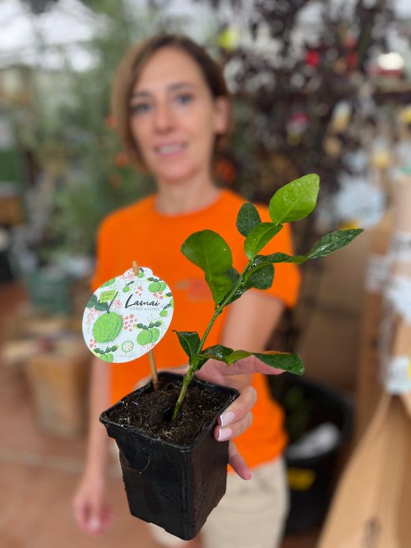 Citrus hystrix, Combava, Kaffir Lime, pianta aromatica - vaso Ø9 cm