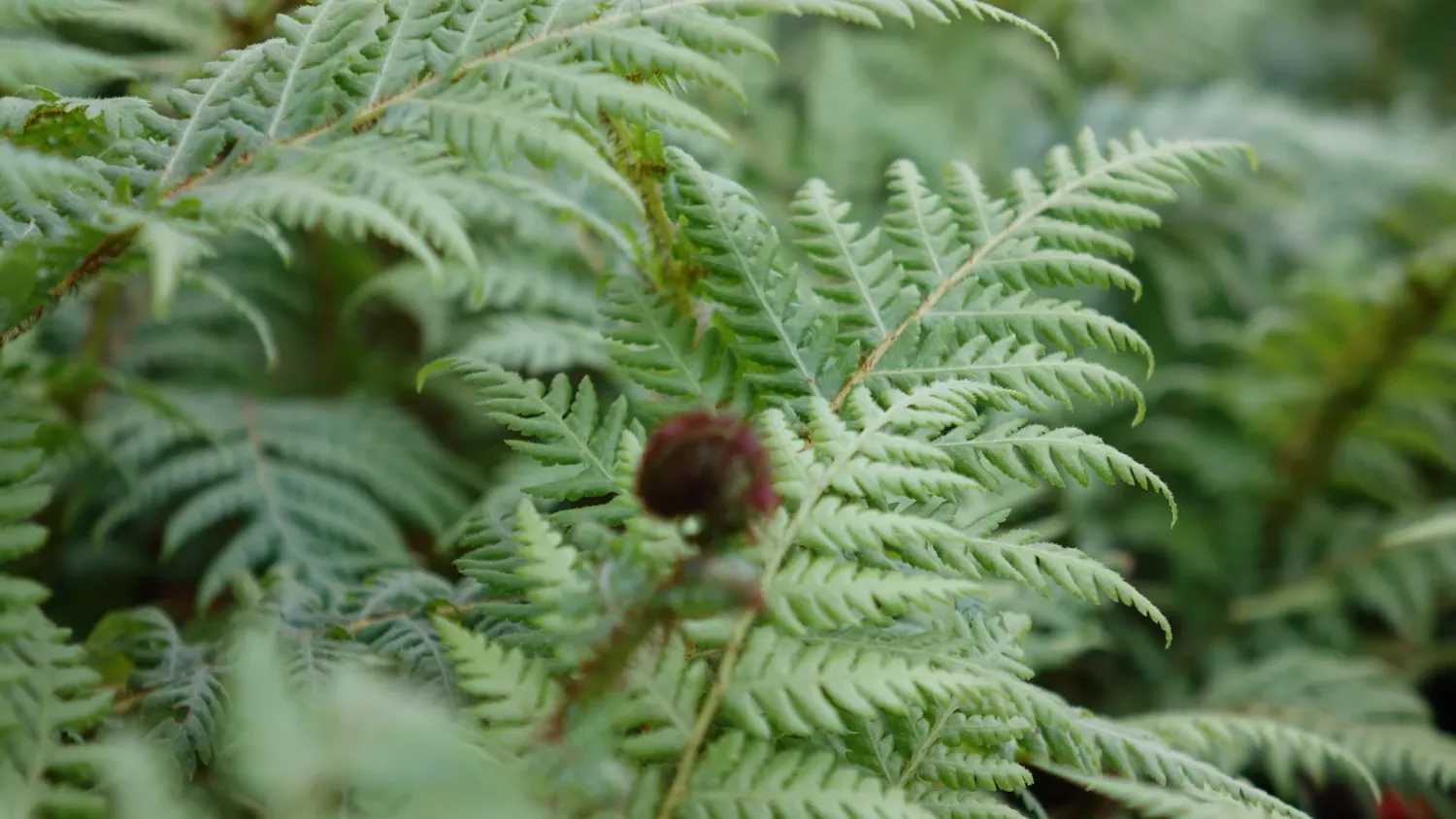 Cyathea australis, alsophila australis - vaso Ø14 cm