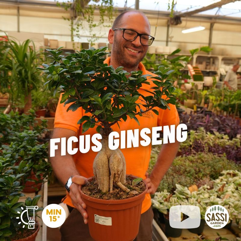 Bonsai Ficus Ginseng, Ficus microcarpa - vaso Ø20 cm