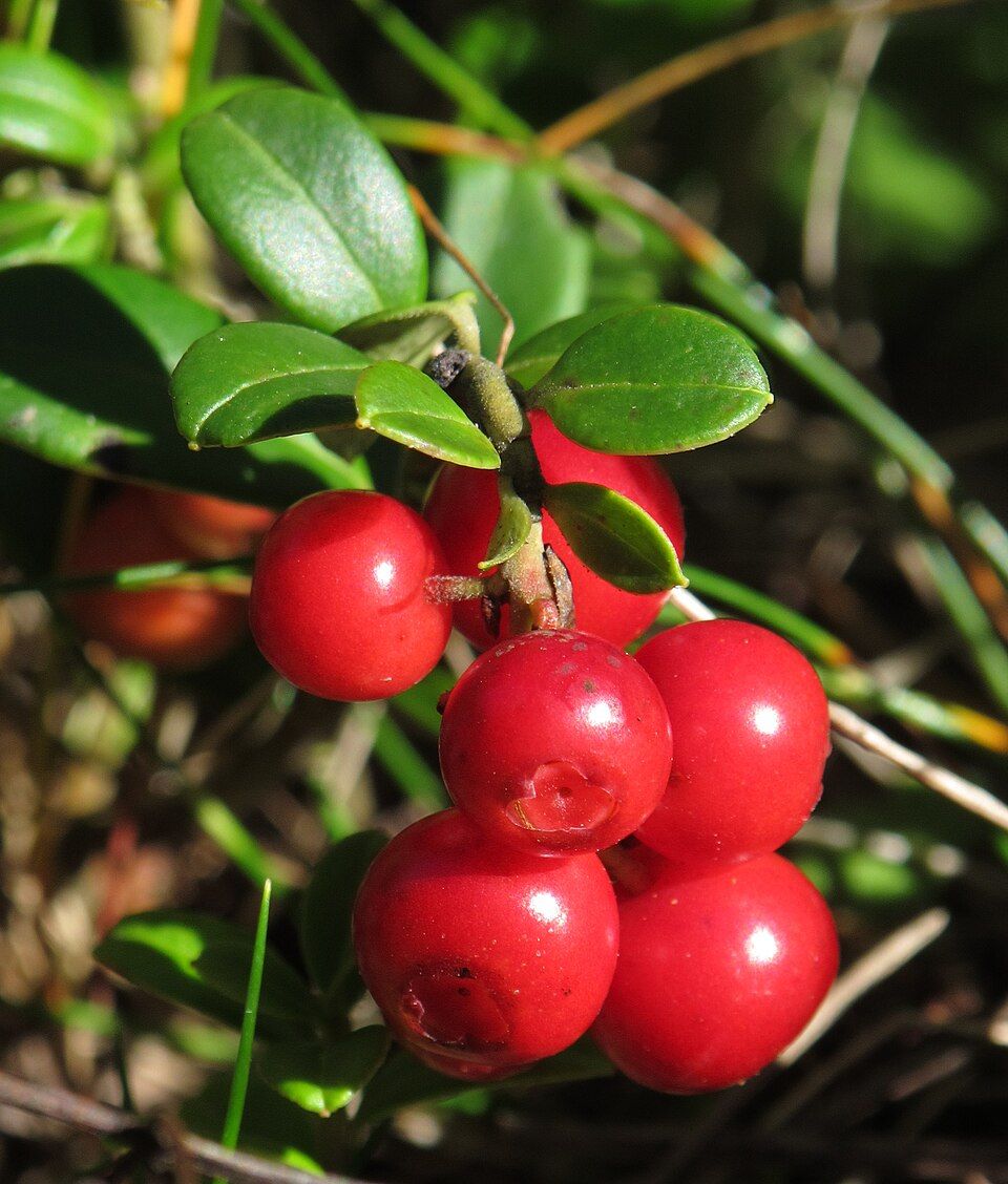 Mirtillo Rosso 'Fireball', Vaccinium vitis-idaea - vaso Ø17 cm Mirtillo Rosso 'Fireball', Vaccinium vitis-idaea - vaso Ø17 cm