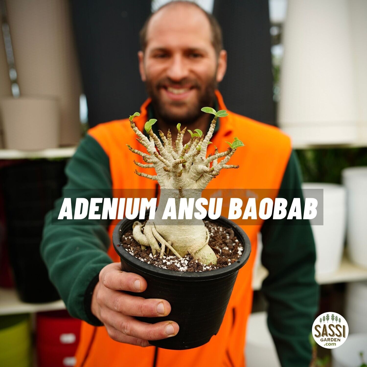 Adenium Ansu Baobab - vaso Ø7 cm Adenium Ansu Baobab - vaso Ø7 cm