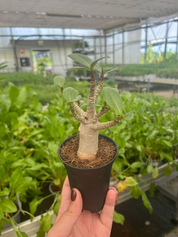 Adenium Ansu Baobab - vaso Ø7 cm