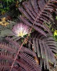 Albizia julibrissin 'Summer Chocolate', Acacia di Costantinopoli, Gaggia - vaso Ø18 cm, h 40 cm trv