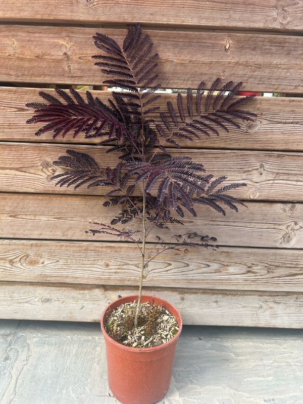 Albizia julibrissin 'Summer Chocolate', Acacia di Costantinopoli, Gaggia - vaso Ø18 cm, h 40 cm trv