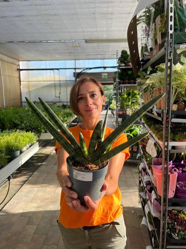 Sanseveria Cilindrica Handshake, Sansevieria cylindrica Handshake - vaso Ø12 cm