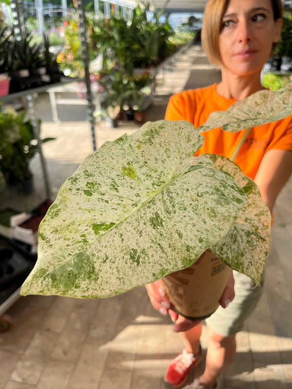 Alocasia macrorrhizos Camouflage - vaso Ø12 cm