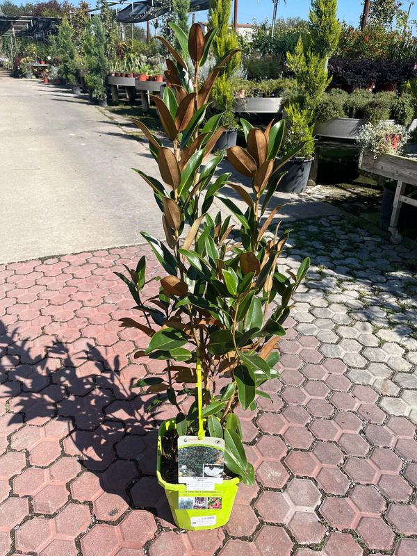 Magnolia Grandiflora 'Alta' - vaso Ø30 cm