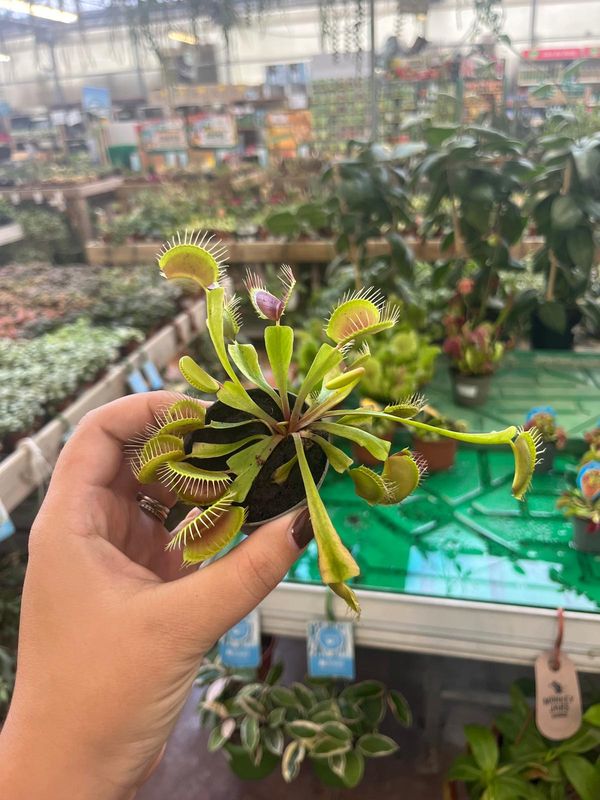 Dionaea muscipula, Dionaea Carnivora, Venere Acchiappamosche - vaso Ø6 cm