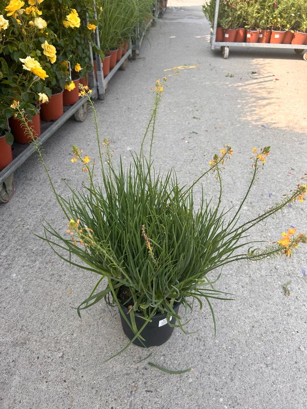 Bulbine frutescens - vaso Ø17 cm