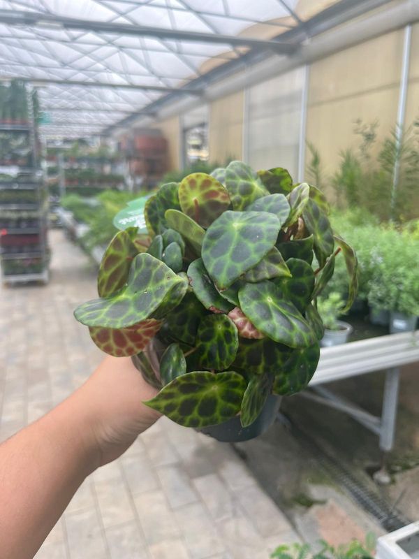 Begonia Kingiana - vaso Ø12 cm