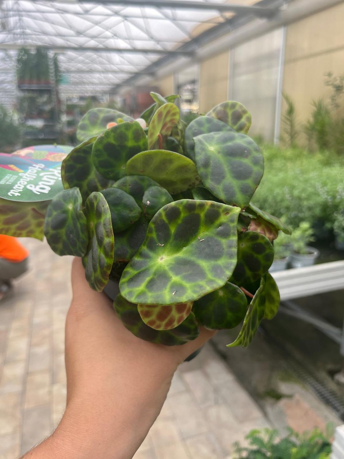 Begonia Kingiana - vaso Ø12 cm Begonia Kingiana - vaso Ø12 cm