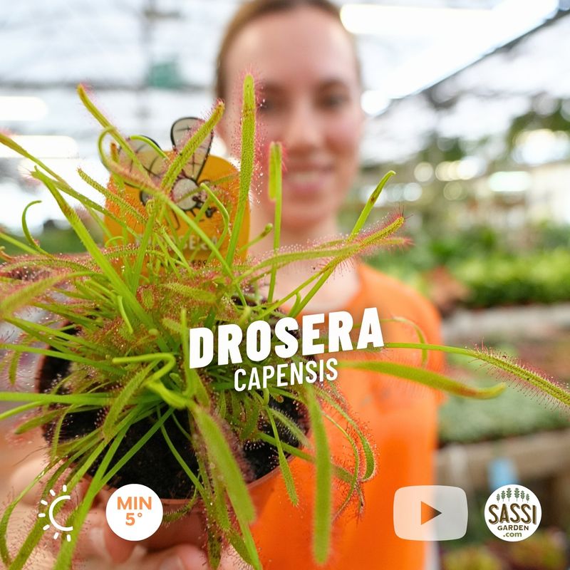 Drosera Capensis, pianta carnivora - vaso Ø8 cm