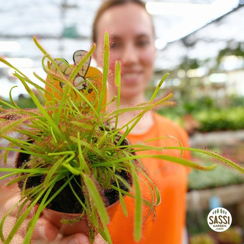 Drosera Capensis, pianta carnivora - vaso Ø8 cm