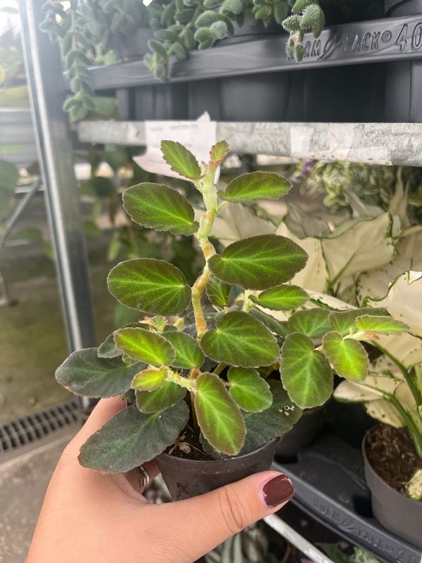 Begonia Thelmae - vaso Ø9 cm
