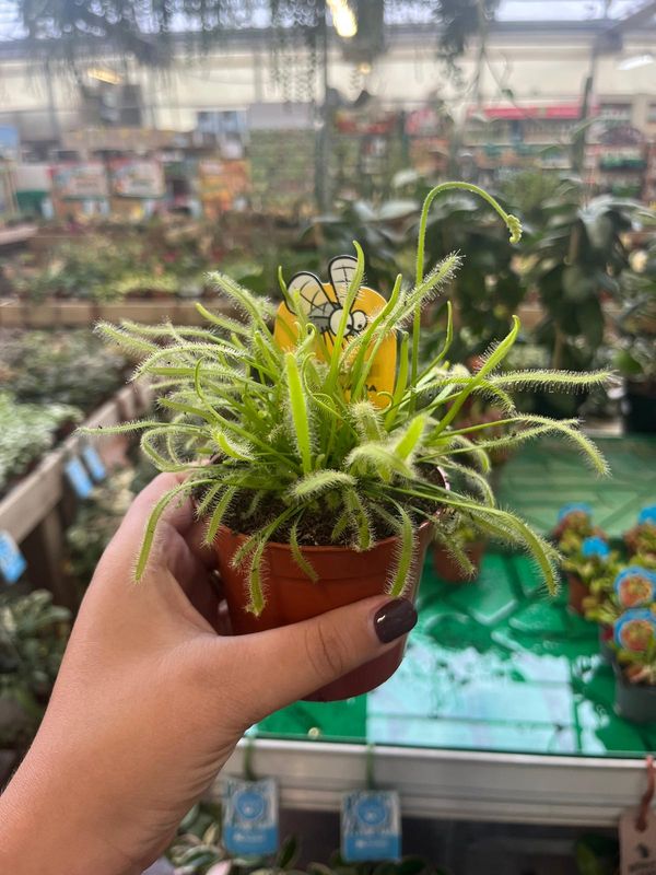 Drosera Capensis 'alba', pianta carnivora - vaso Ø8 cm