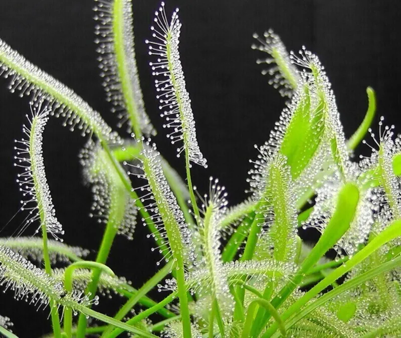 Drosera Capensis 'alba', pianta carnivora - vaso Ø8 cm