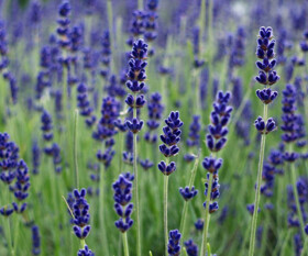 Lavanda Ibrida, 'Grosso', Lavandula x Intermedia 'Grosso' - vaso Ø15 cm Lavanda Ibrida, 'Grosso', Lavandula x Intermedia 'Grosso' - vaso Ø15 cm