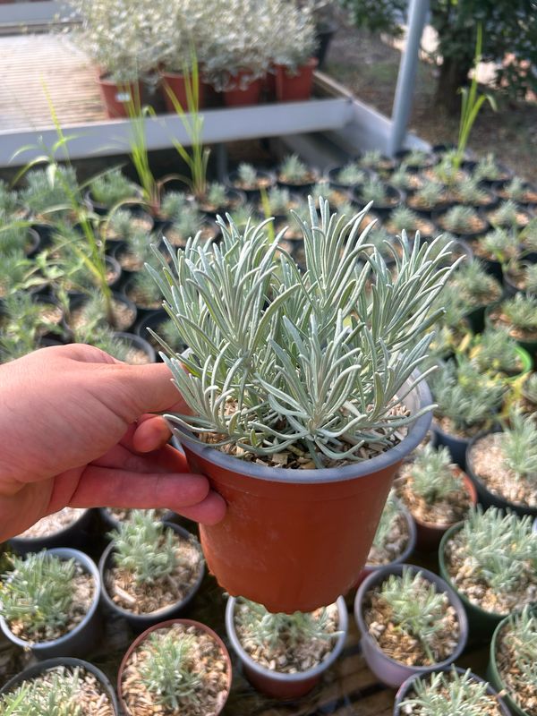 Lavanda Ibrida, 'Grosso', Lavandula x Intermedia 'Grosso' - vaso Ø15 cm