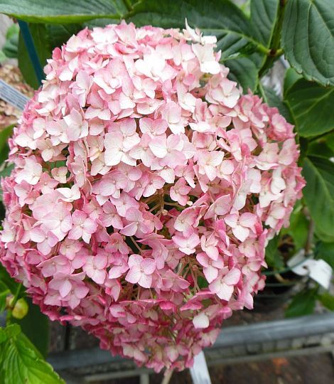Hydrangea arborescens 'Candybelle Bubblegum', Ortensia Annabelle Rosa - vaso Ø18 cm