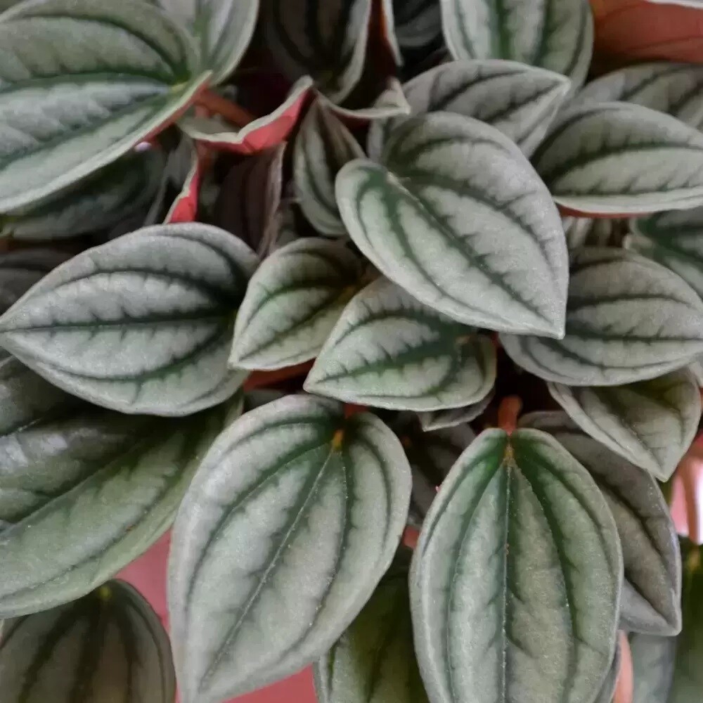 Peperomia caperata ' Napoli Nights '- vaso Ø7 cm Peperomia caperata ' Napoli Nights '- vaso Ø7 cm