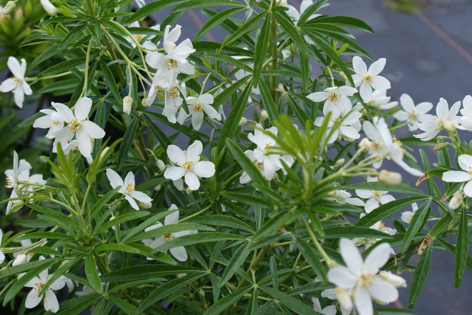 Choisya ternata 'Aztec Pearl', Arancio del Messico - vaso Ø23 cm