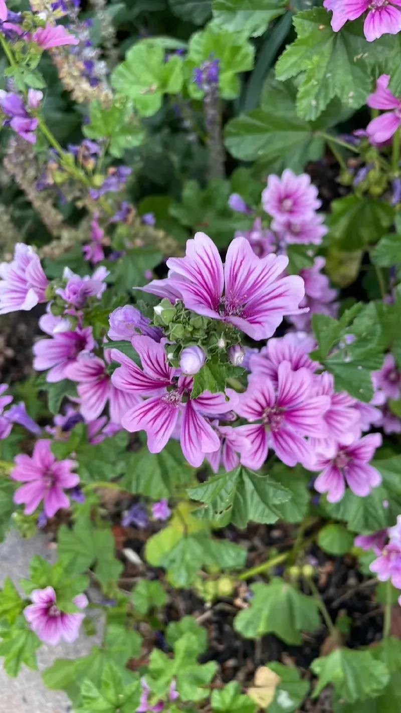 Lavatera olbia 'Zebrina' - malva arbustiva - Ø17 cm quadrato scd