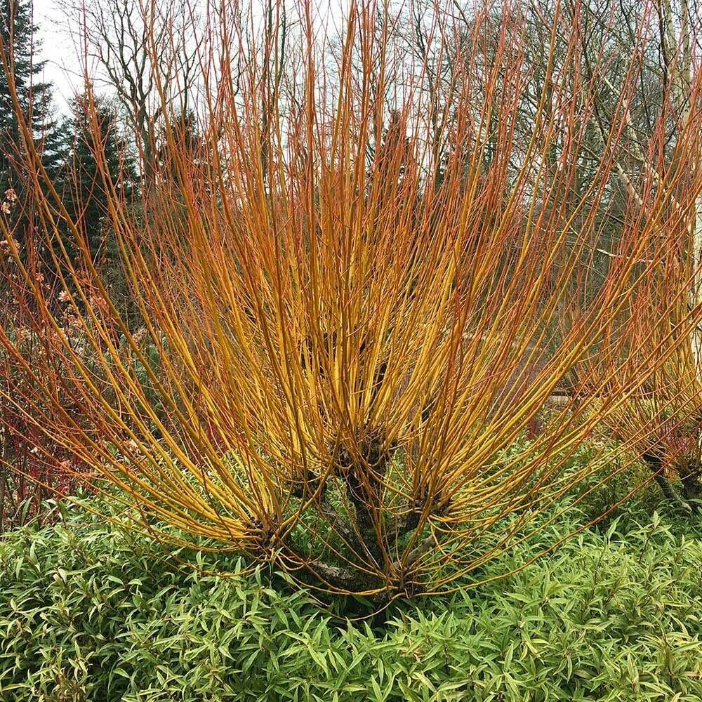 Salix Viminalis , salice dorato - vaso Ø35 cm
