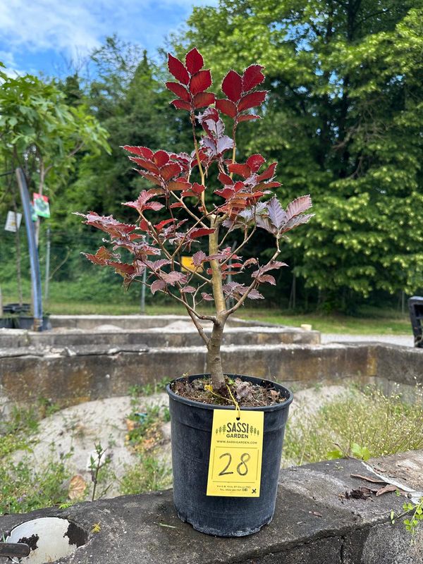 Fagus Sylvatica Atropurpurea, Faggio Rosso, Pezzo Unico n. 28 - h 40 cm PREBONSAI, BONSAI FOTO MAGGIO 2026