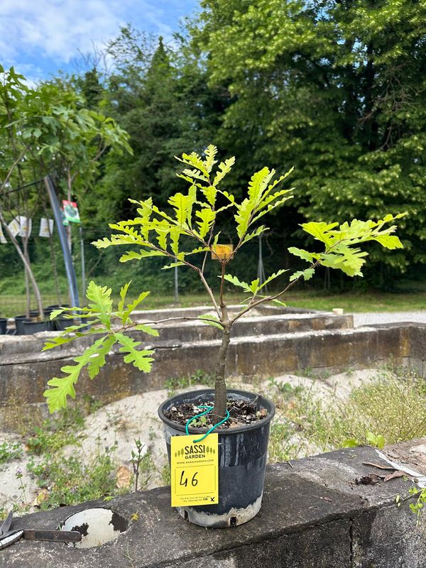 Quercus Petraea, Rovere, Quercia Pezzo Unico n. 46 - h 30 cm PREBONSAI, BONSAI FOTO MAGGIO 2026
