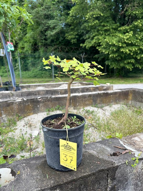 Acer buergerianum, Acero Tridente, Pezzo Unico n. 37 - h 20 cm PREBONSAI, BONSAI FOTO MAGGIO 2026