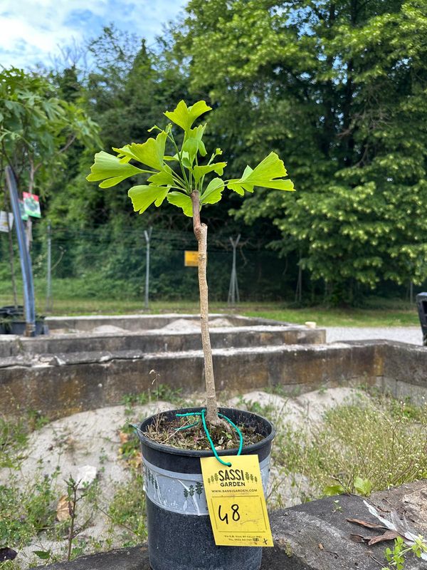 Ginkgo biloba, Pezzo Unico n. 48 - 45 cm PREBONSAI, BONSAI Ginkgo biloba, Pezzo Unico n. 48 - 45 cm PREBONSAI, BONSAI