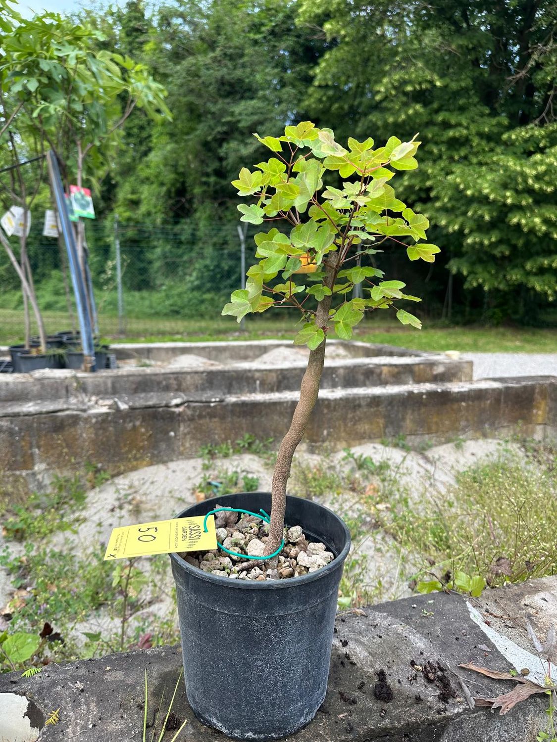 Acer buergerianum, Acero Tridente, Pezzo Unico n. 50 - h 40 cm PREBONSAI, BONSAI FOTO MAGGIO 2026